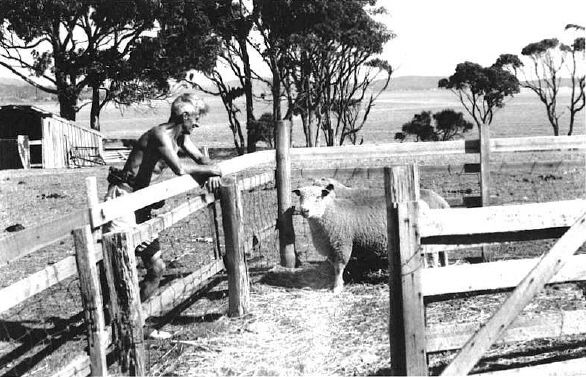 George Dibbern communing with his sheep